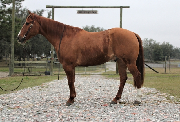 american quarter horse for sale, Buy horse online