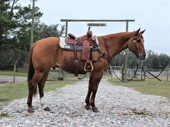 american quarter horse for sale, Buy horse online