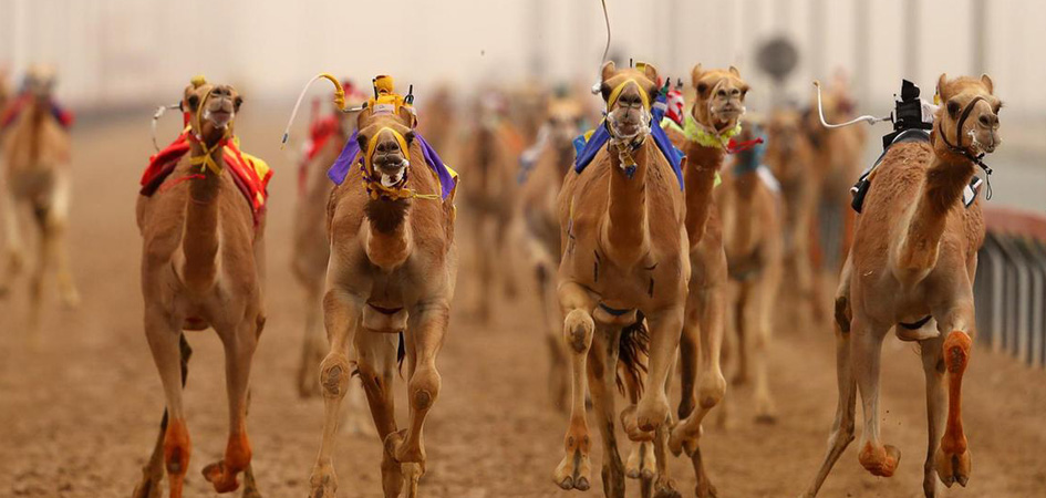 buy horse and camel pre race injection online