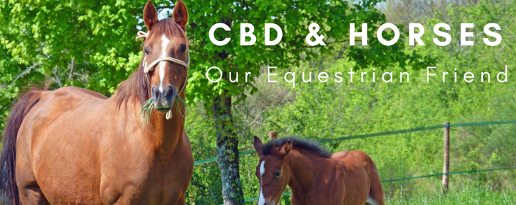 Horses And Cannabinoids CBD
