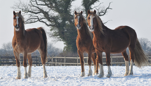 Caring For Equine Horses In Winter ,Winter horse care