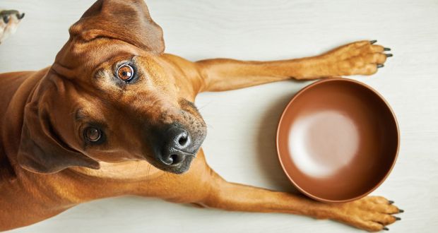 Getting The Best Canine Diet