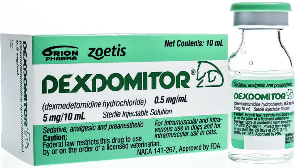 dexdomitor 10ml, dexdomitor injection, dexdomitor, Dexdomitor 0.5 mg/ml Solution for Injection 10ml, dexdomitor for dogs, Dexdomitor (Dexmedetomidine Hydrochloride) , DEXDOMITOR 0.5 mg/mL Preanesthesia in dogs, Dexdomitor (DEXMEDETOMIDINE) precedex analog, dexdomitor vs dexmedetomidine,dexdomitor for dogs, dexdomitor for dogs side effects, dexdomitor package insert, dexdomitor butorphanol dosing chart, antisedan for dogs, dexdomitor seizures, dexmedetomidine cat dosing chart, Dexdomitor Injectable Solution,