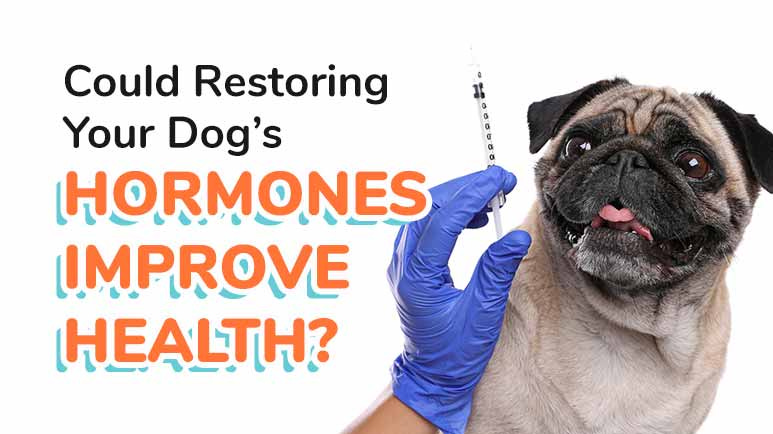 dogosterone therapy, Could Restoring Your Dog's Hormones Improve Health?, Dogosterone therapy reviews, Dogosterone therapy cost, Dogosterone therapy near me, Dogosterone therapy for sale, Dog testosterone therapy, Natural testosterone for dogs, What happens if you give a dog testosterone, Testosterone for dogs for Sale,