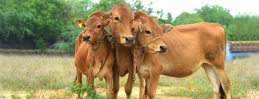 Embryo-Transfer, Superovulation in Cattle, EMBRYO TRANSFER TECHNOLOGY IN ANIMALS, superovulation injections for animals, Superovulation in Animals,