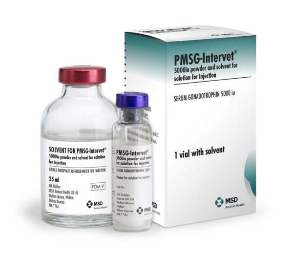 PMSG Intervet, PMSG, PMSG Injection, Pmsg intervet 5000 iu , Pmsg intervet for animal use, PMSG hormone, PMSG sheep dose, PMSG for Sheep, Pmsg intervet for sale, Folligon PMSG , PMSG intervet for cows, PMSg Powder + solvent 5000IU, MSD PMSG Powder + Solvent 5000IU,