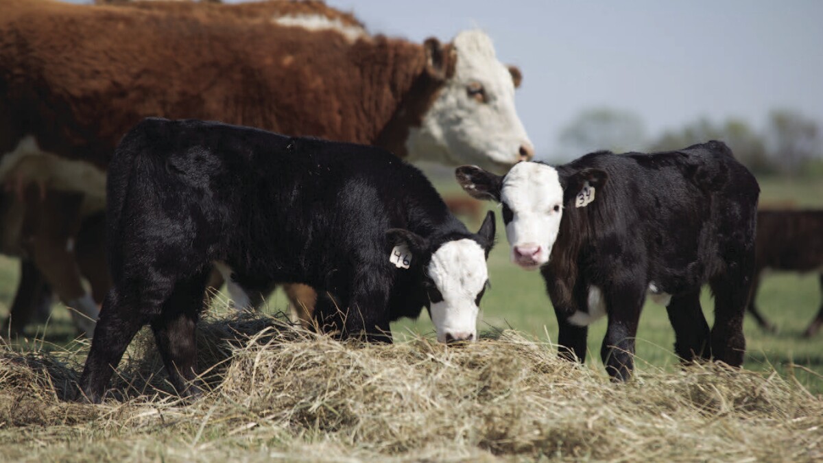 Leukotoxoids Vaccines for Cattle, Leukotoxoids Vaccines, Vaccines for Cattle,