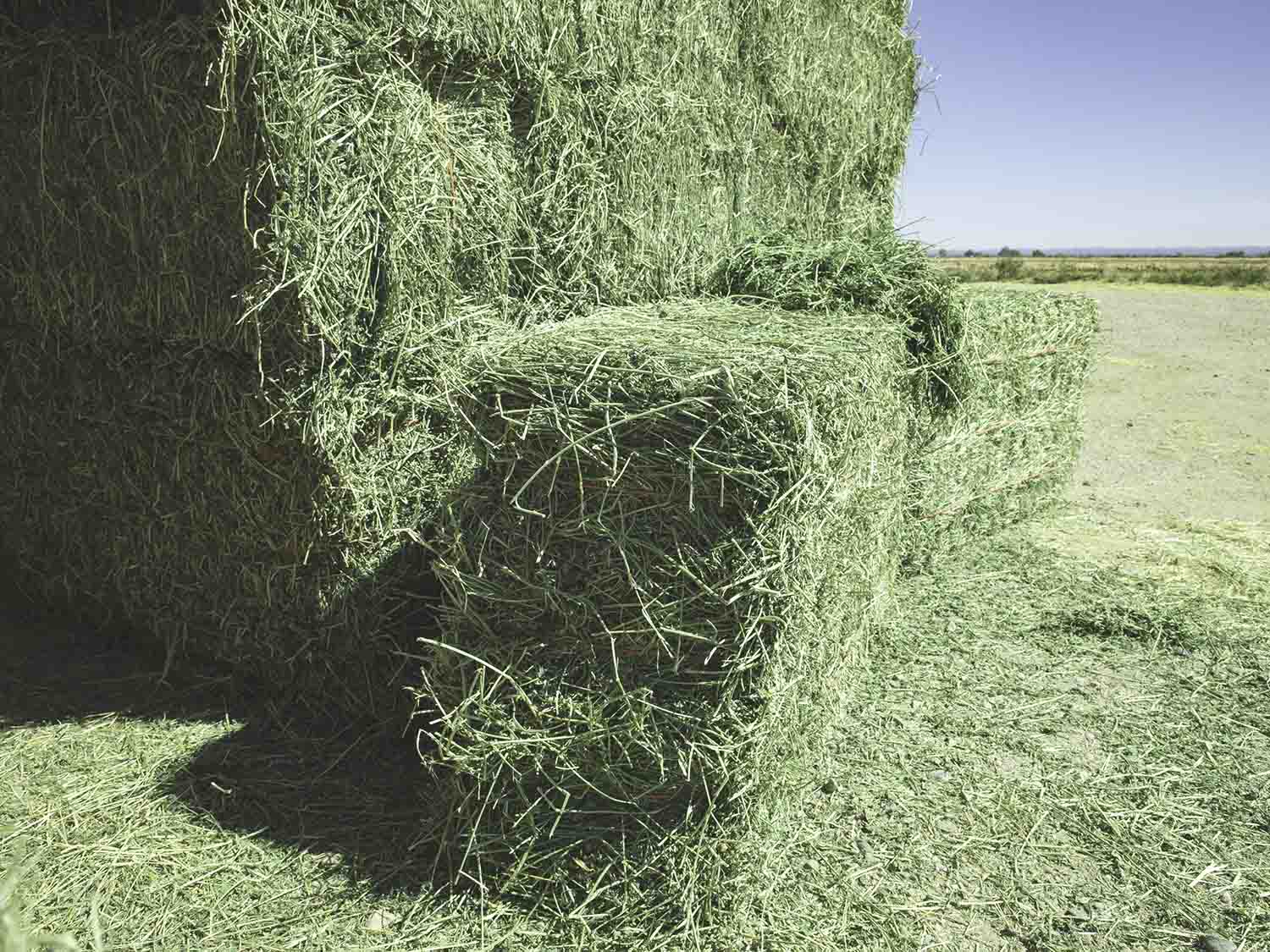 Alfalfa Hay for Cattle