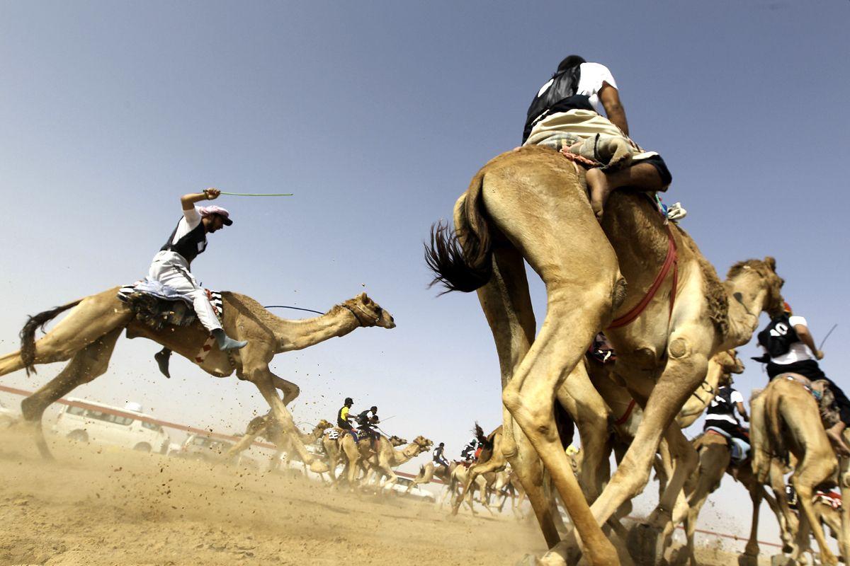Doping in camel racing, camel racing Middle East, camel racing culture, camel racing traditions, camel racing ethics, camel sport controversies,