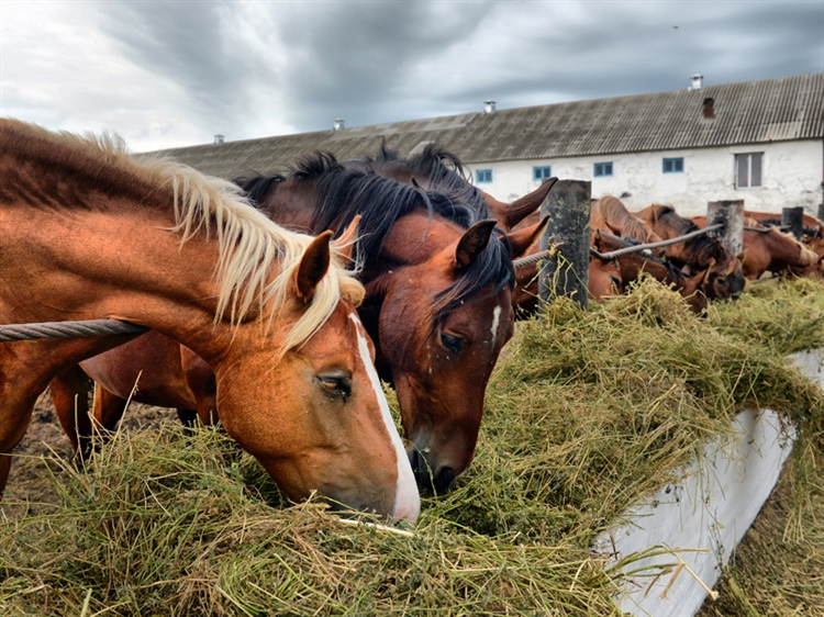 choosing the best hay for horses, high-quality hay, horse hay selection, horse nutrition, proper hay for horses, hay quality tips,
