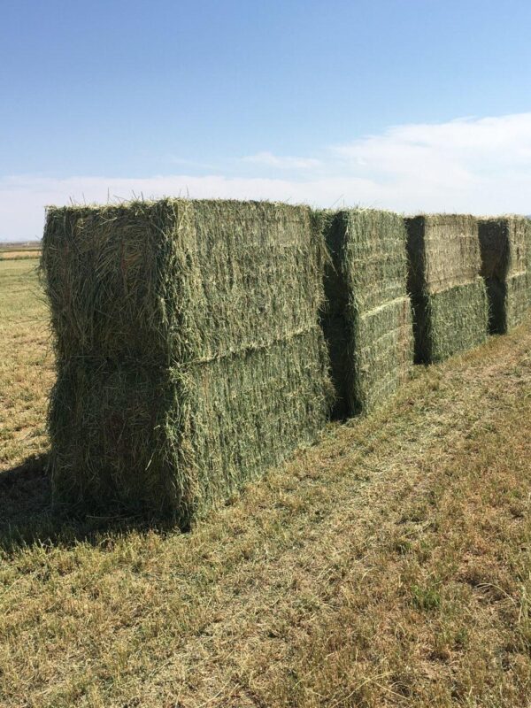 Premium Alfalfa Hay, Bulk Alfalfa Hay – Wholesale, Alfalfa Hay for sale, Buy premium Alfalfa online,