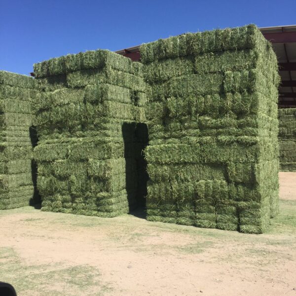 Alfalfa-Square-2-sting, Premium Alfalfa Hay, Bulk Alfalfa Hay – Wholesale, Alfalfa Hay for sale, Buy premium Alfalfa online,
