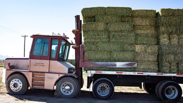 Wholesale_Hay_for_Sale, Alfalfa-Square-2-sting, Premium Alfalfa Hay, Bulk Alfalfa Hay – Wholesale, Alfalfa Hay for sale, Buy premium Alfalfa online,