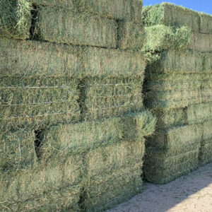 Premium Alfalfa Hay, Bulk Alfalfa Hay – Wholesale, Alfalfa Hay for sale, Buy premium Alfalfa online,