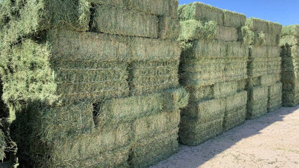 Premium Alfalfa Hay, Bulk Alfalfa Hay – Wholesale, Alfalfa Hay for sale, Buy premium Alfalfa online,