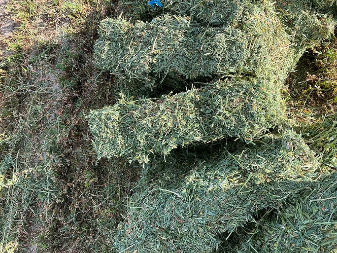 Supreme Alfalfa Hay, Supreme Alfalfa Hay for Animal Consumption, Alfalfa Hay,