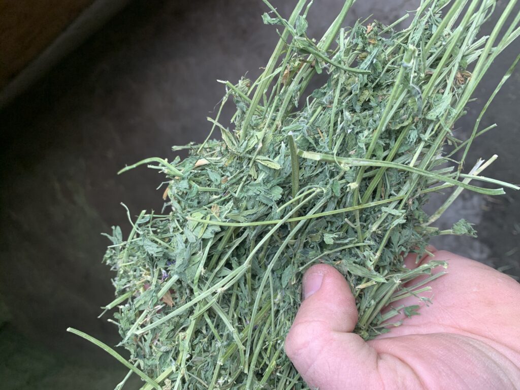 Supreme Alfalfa Hay, Supreme Alfalfa Hay for Animal Consumption, Alfalfa Hay,