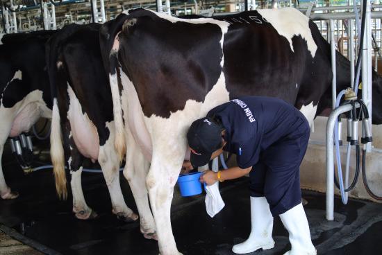 Milkogen for Cattle, Milkogen