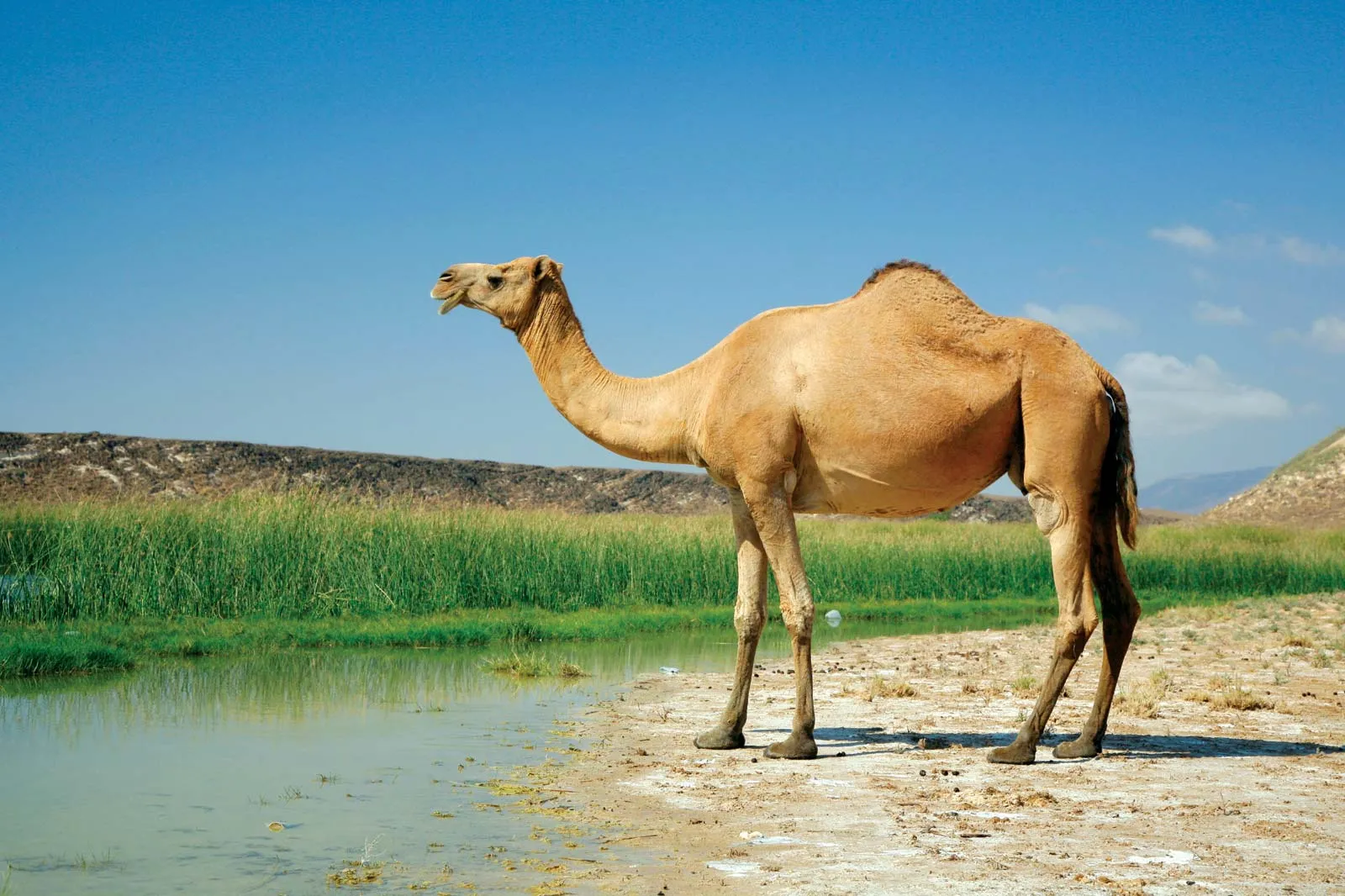 Camel Growth Hormone (camGH), Growth Hormone,