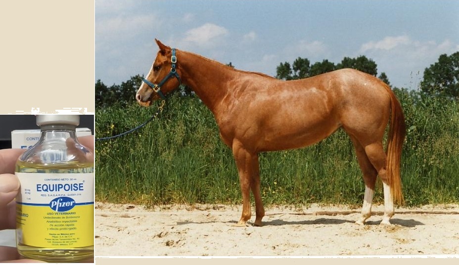 Equipoise 50ml for Horses