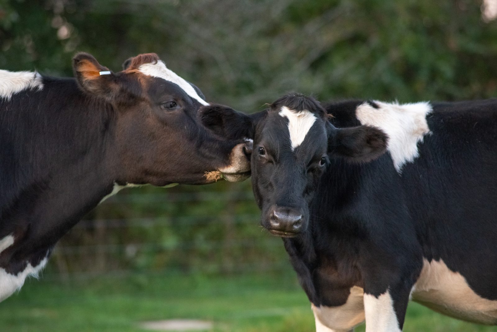 The Importance of Dexamethasone in Animals, Dexamethasone,