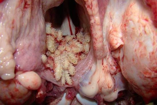 Camel Nasal Myiasis