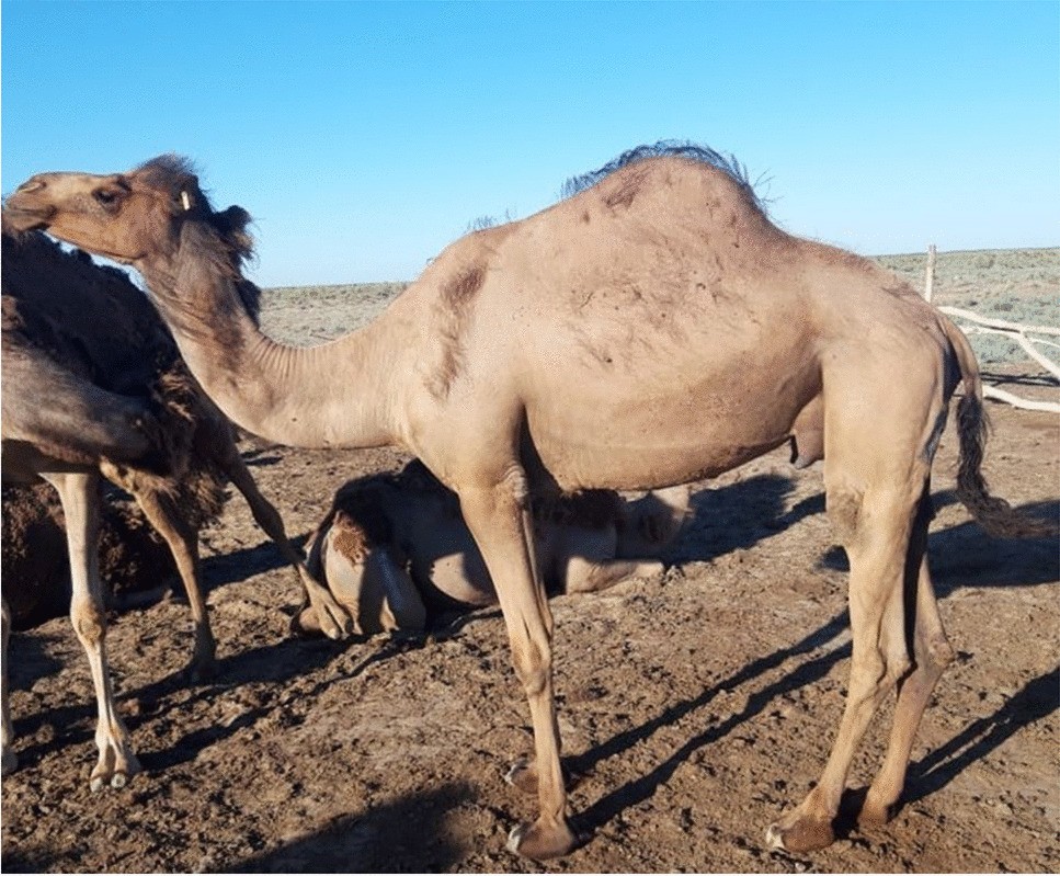 Breathing & Oxygen Supplements for Camel Racing, Camel racing