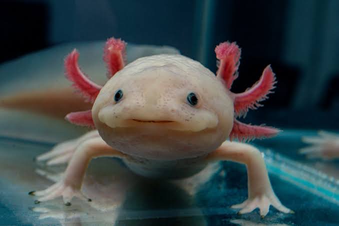 Antibiotics for Exotic Pets