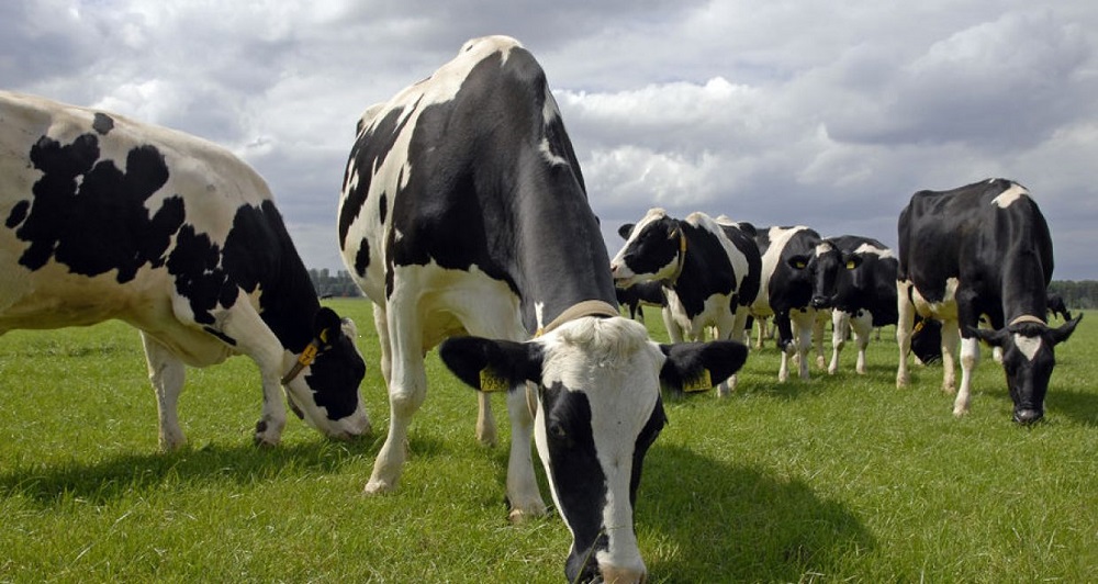 Antimicrobial peptides in livestock, antimicrobial peptides for animals, natural antibiotics for livestock, antibiotic alternatives in animal farming, livestock immune enhancement, antimicrobial resistance in agriculture, peptide-based animal health solutions,