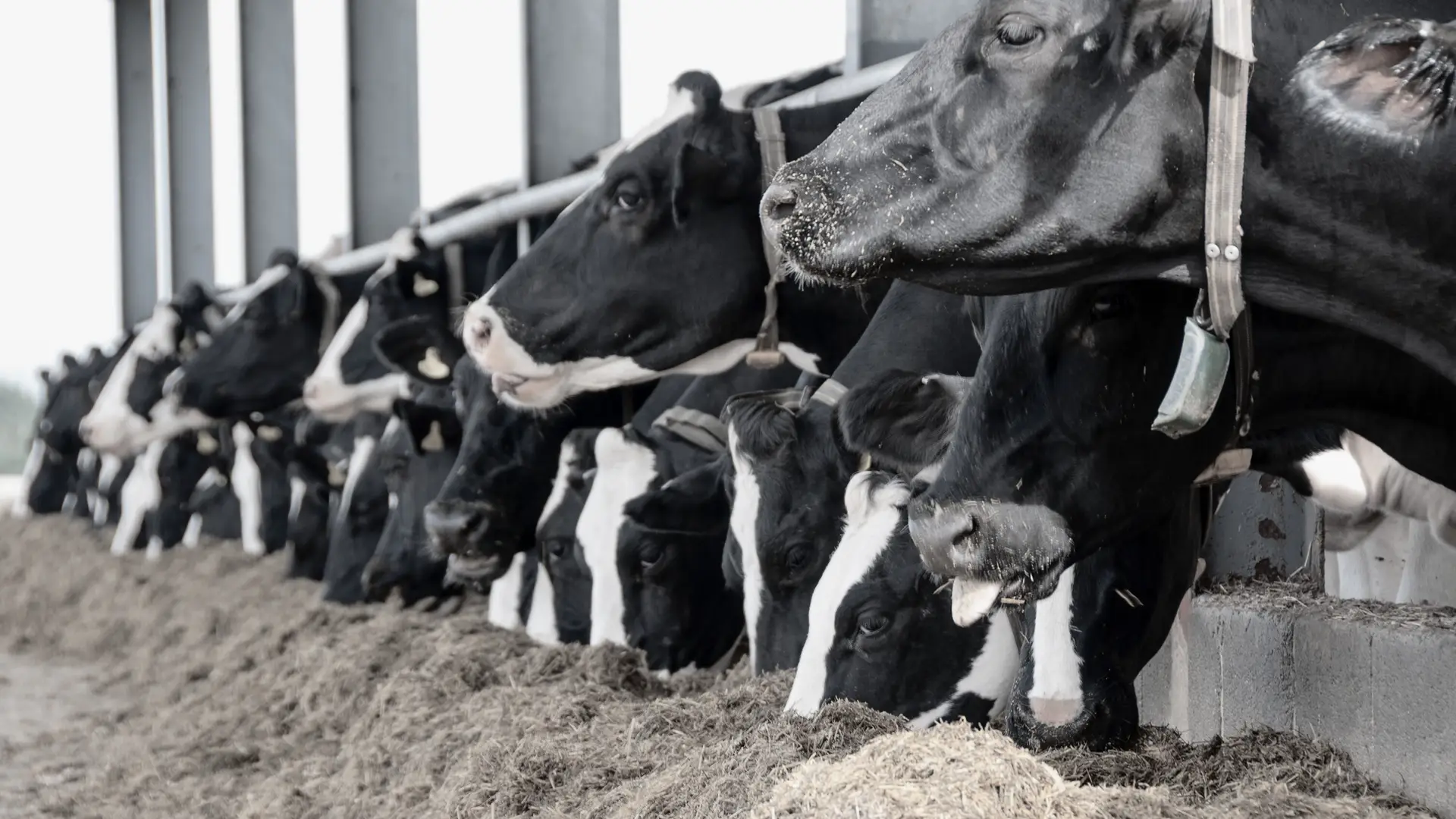 What is arsenocyl in animal care, Arsenocyl uses in animals, Arsenocyl 100ml, Arsenocyl veterinary medicine, Arsenocyl for livestock,